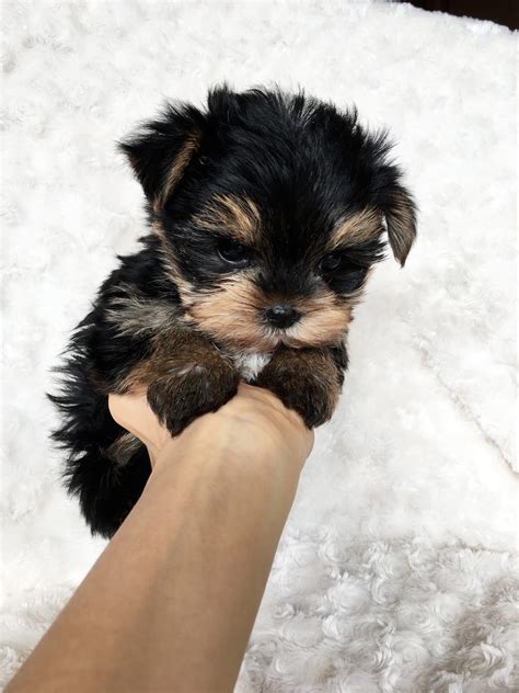 Teacup yorkies for sale in arkansas - ADORABLE TEACUP YORKIE PUPPIES FOR SALE. Miami, Florida. Yorkie Puppies, They are 10 weeks old, vet checked and with an up-to-date set of vaccines.contact me for more information details via # (216) 424-7479. They are playful, good with children and other pets around them.